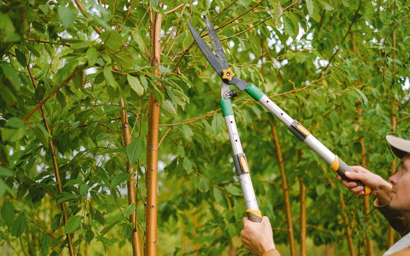 Tree trimming in Cherry Valley, AR